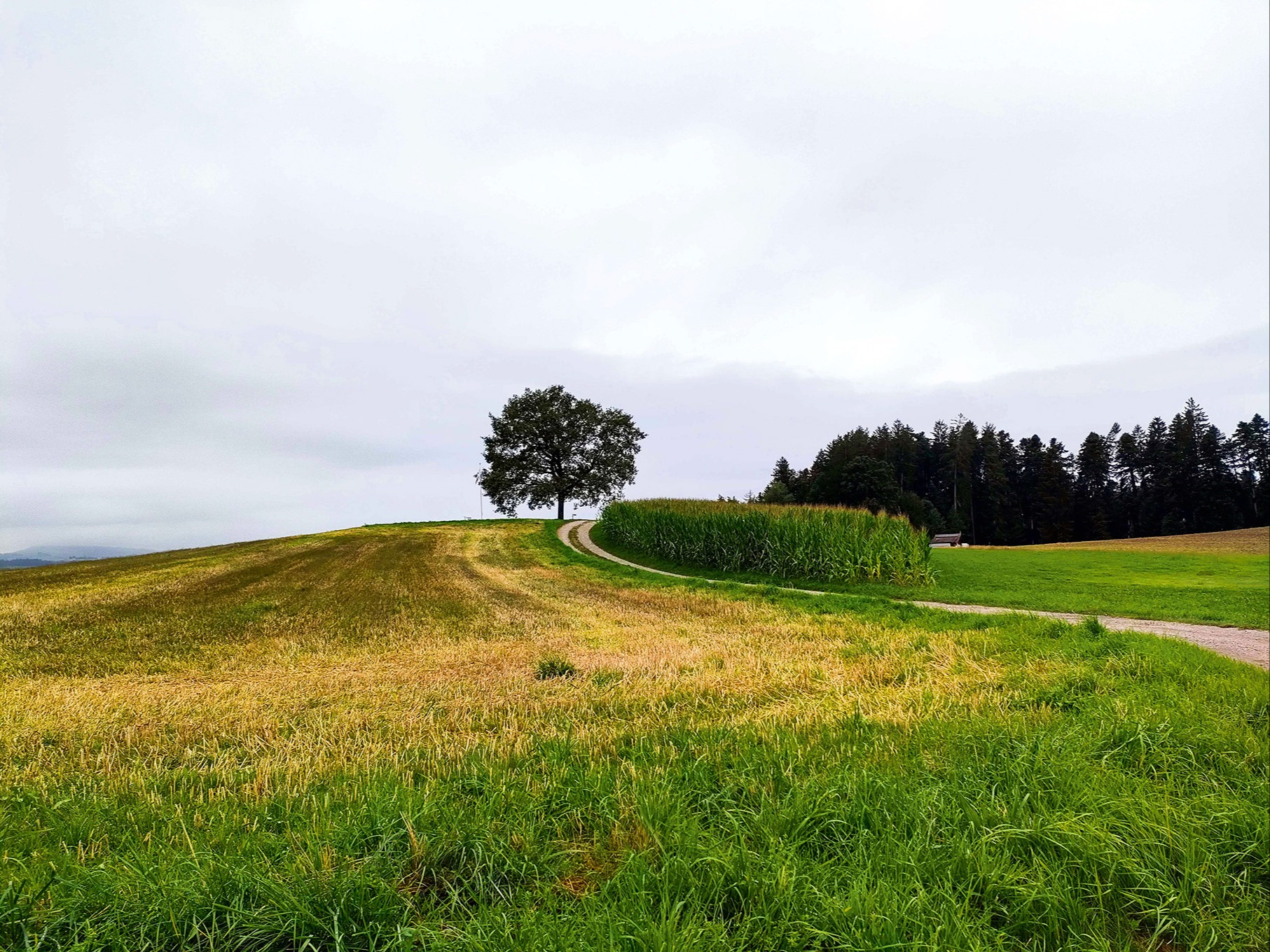 «Lör» meint nid ds Glyche wie «Lori» 